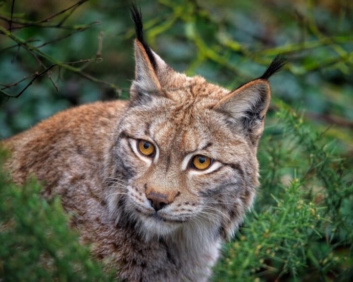 hiúz eurázsiai őshonos nagyragadozók hiúz lynx Európa Magyarország