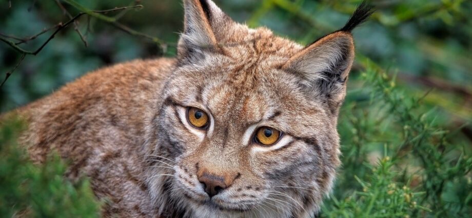 hiúz eurázsiai őshonos nagyragadozók hiúz lynx Európa Magyarország