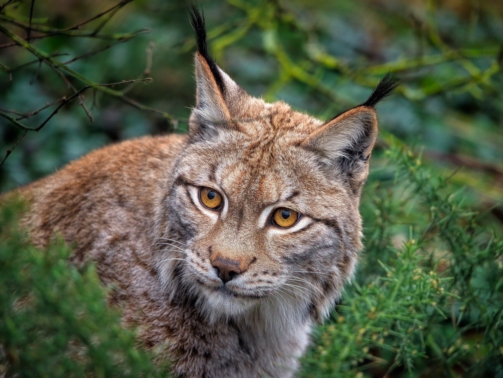 hiúz eurázsiai őshonos nagyragadozók hiúz lynx Európa Magyarország