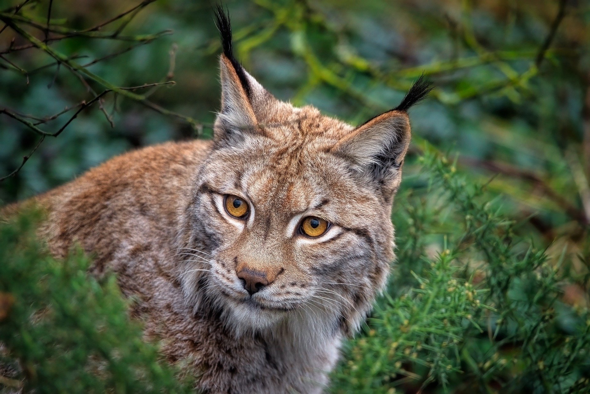 hiúz eurázsiai őshonos nagyragadozók hiúz lynx Európa Magyarország