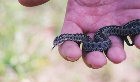 rákosi vipera