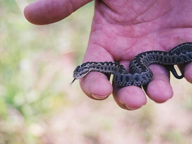 rákosi vipera