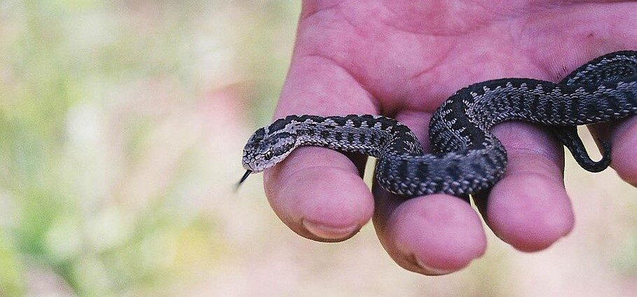 rákosi vipera