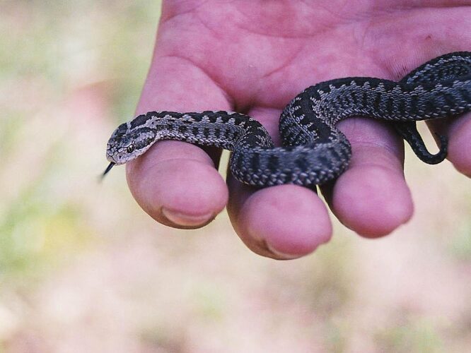 rákosi vipera parlagi vipera védelem fotó