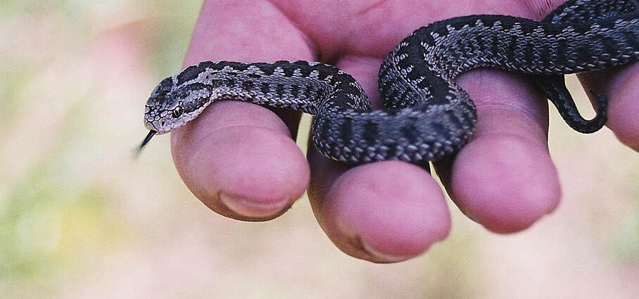 rákosi vipera parlagi vipera védelem fotó