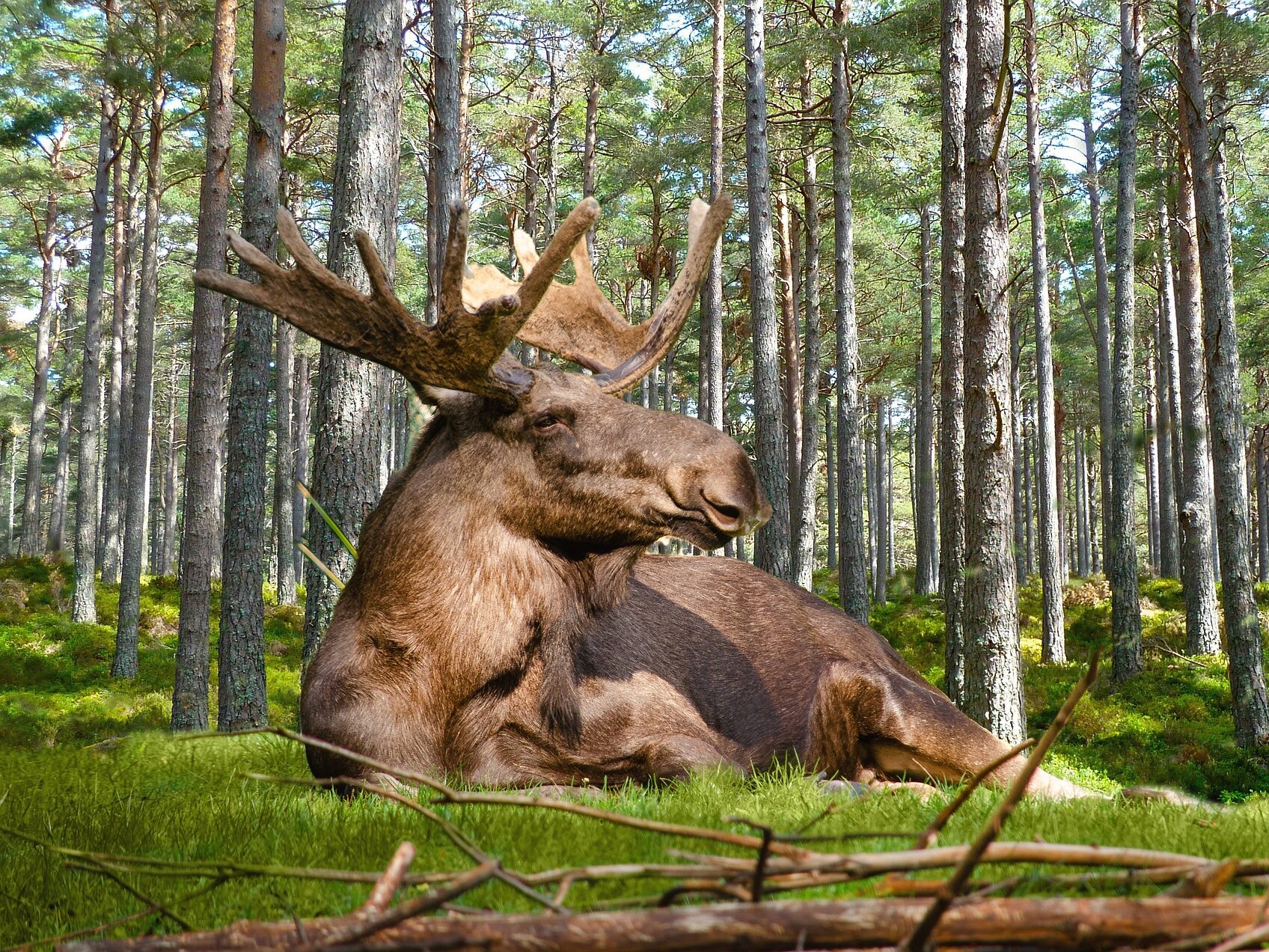 Jávorszarvas moose Európa Magyarország legnagyobb szarvas