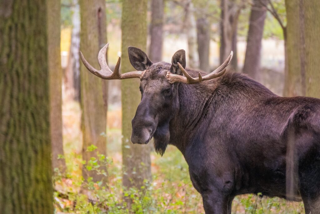 Jávorszarvas moose Európa Magyarország legnagyobb szarvas pixa 3