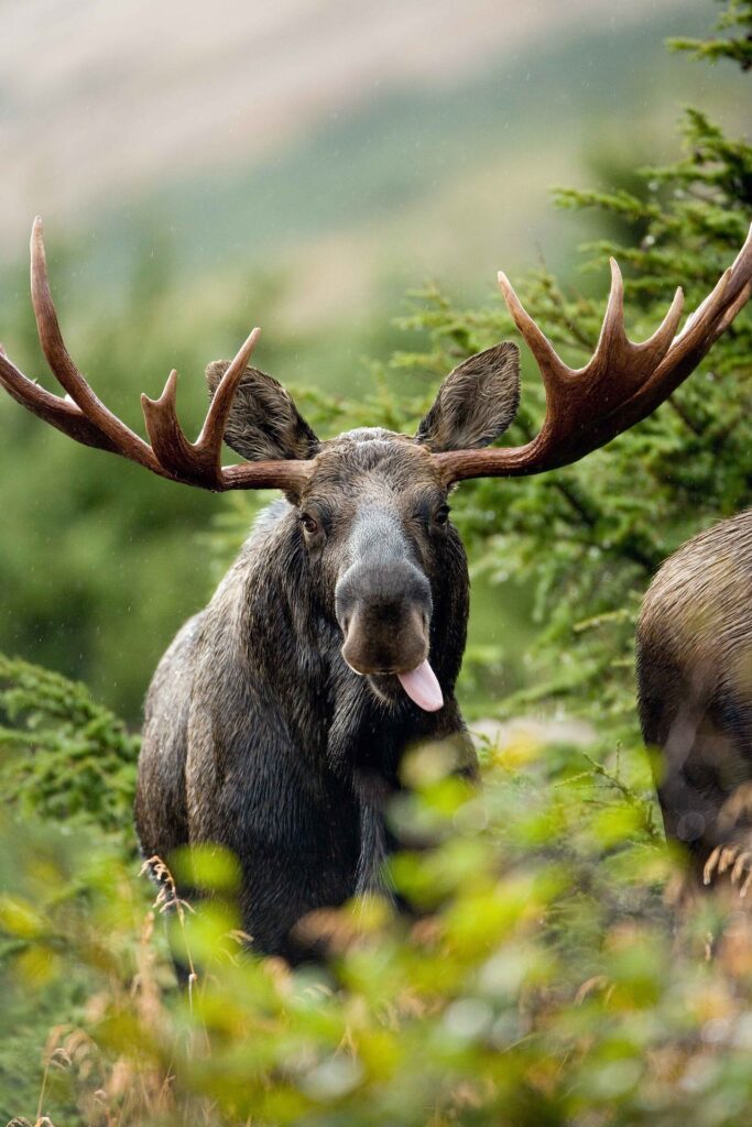 adomány Jávorszarvas moose Európa Magyarország legnagyobb szarvas 