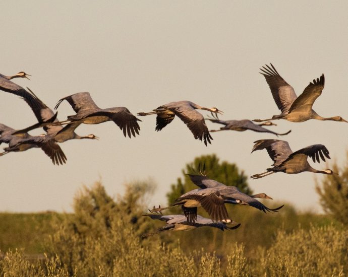 daru daruvonulás madárvonulás madárvilág Grus grus crane pixa 1
