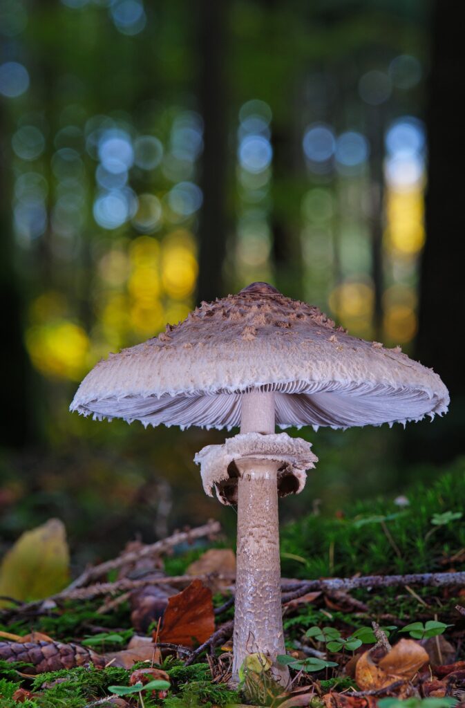 gomba gombaszedés gombák gombászás természet erdő ősz vadon pixa adomány 1