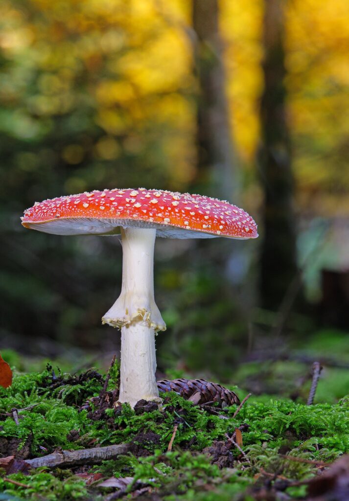 gomba gombaszedés gombák gombászás természet erdő ősz vadon pixa adomány 6