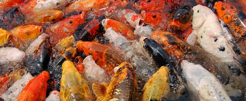koi pon