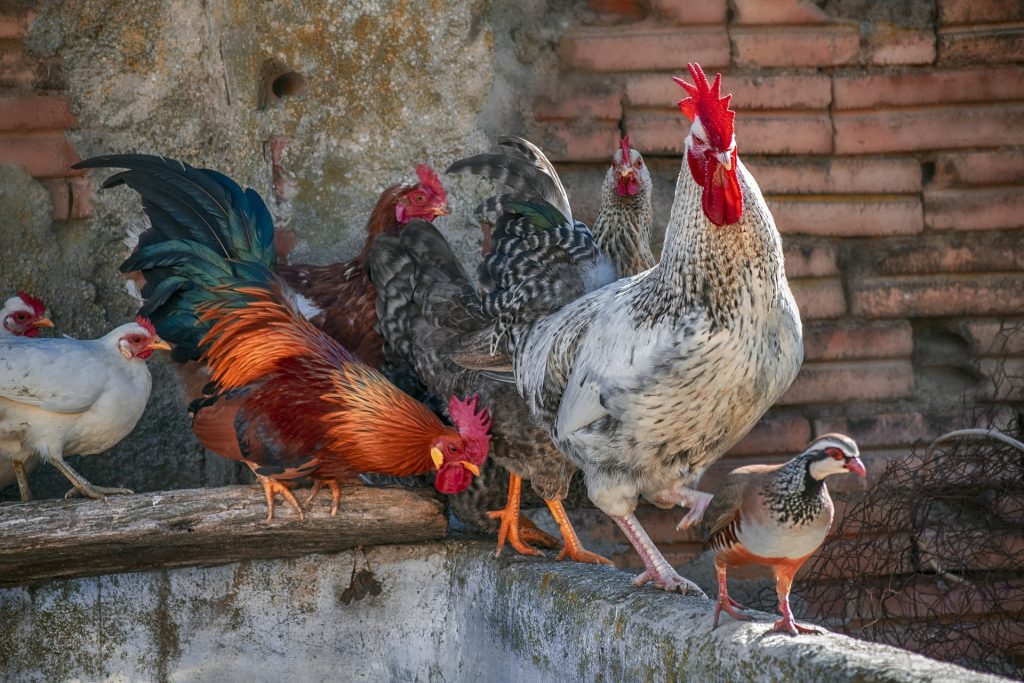 baromfi tyúk kakas háziállat állattenyésztés pixa 2