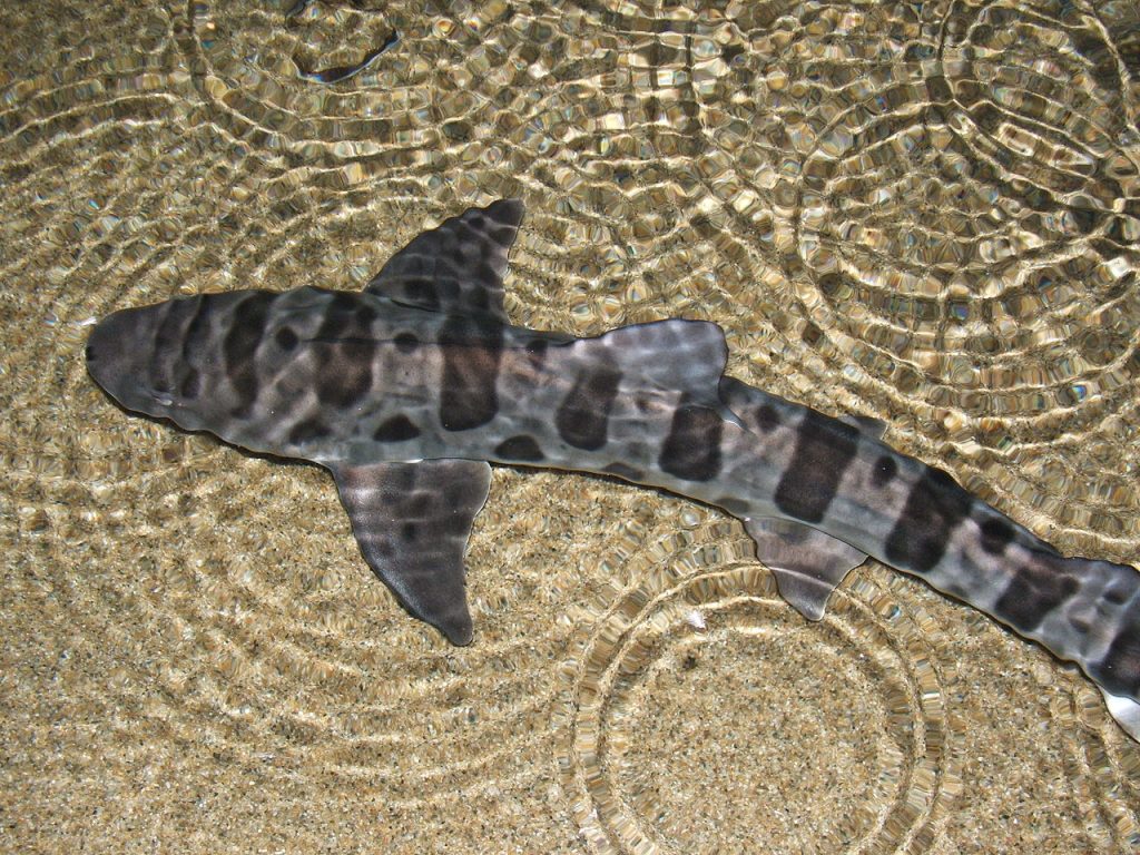 leopardcápa