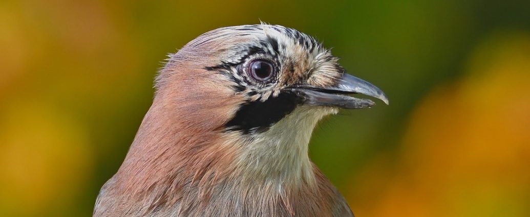 szajkó jay garrulus glandarius vonulás