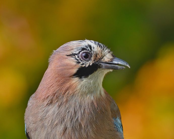 szajkó jay garrulus glandarius vonulás