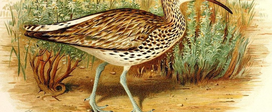 vékonycsőrű póling wiki