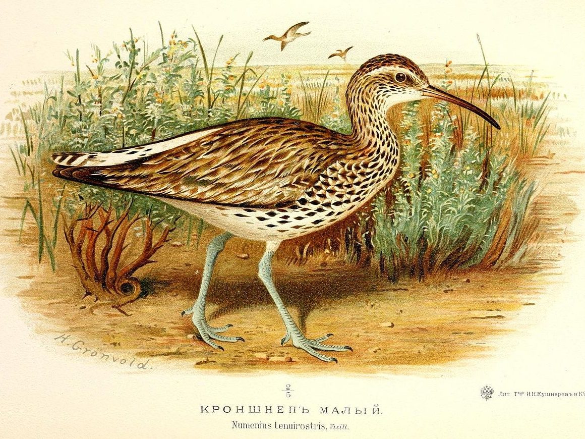 vékonycsőrű póling wiki