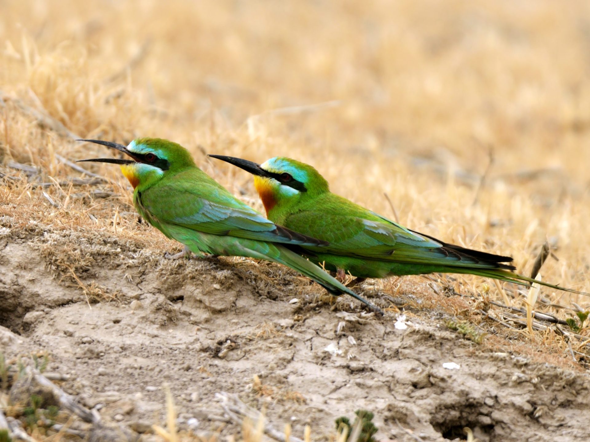 zöld gyurgyalag Merops persicus wiki 2 Európa Magyarország