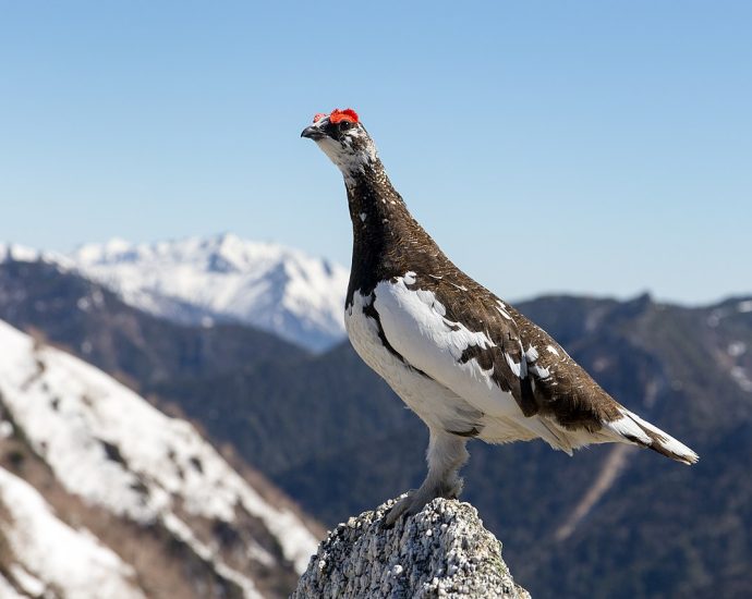 alpesi hófajd rock ptarmigan Lagopus muta wiki