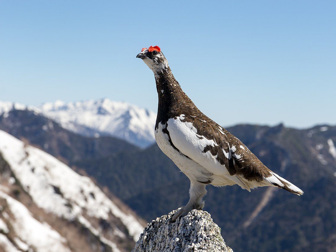 alpesi hófajd rock ptarmigan Lagopus muta wiki