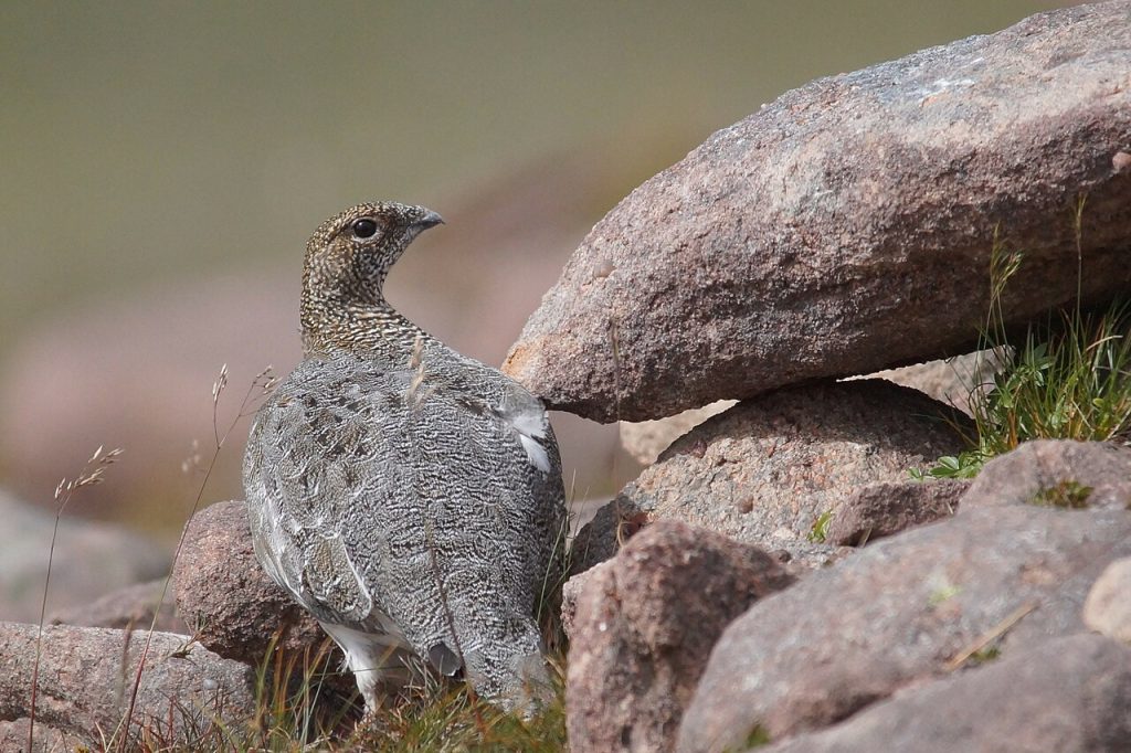 havasi alpesi hófajd rock ptarmigan Lagopus muta wiki