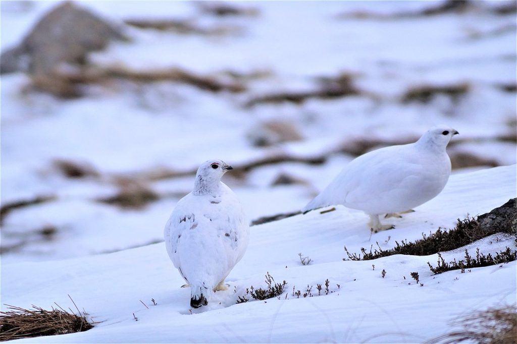havasi alpesi hófajd rock ptarmigan Lagopus muta wiki