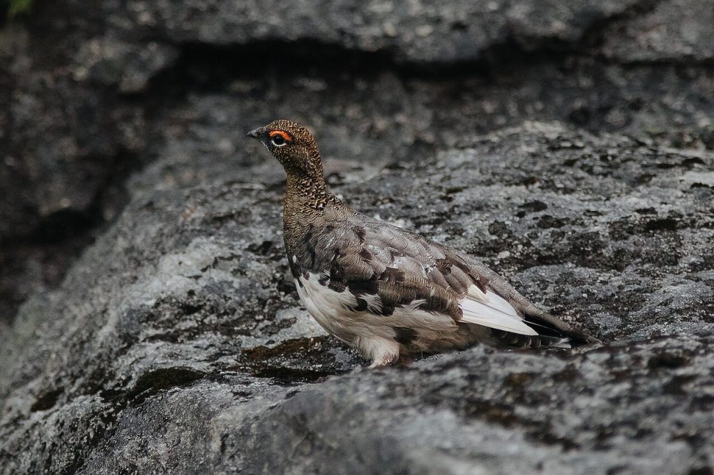 havasi alpesi hófajd rock ptarmigan Lagopus muta wiki