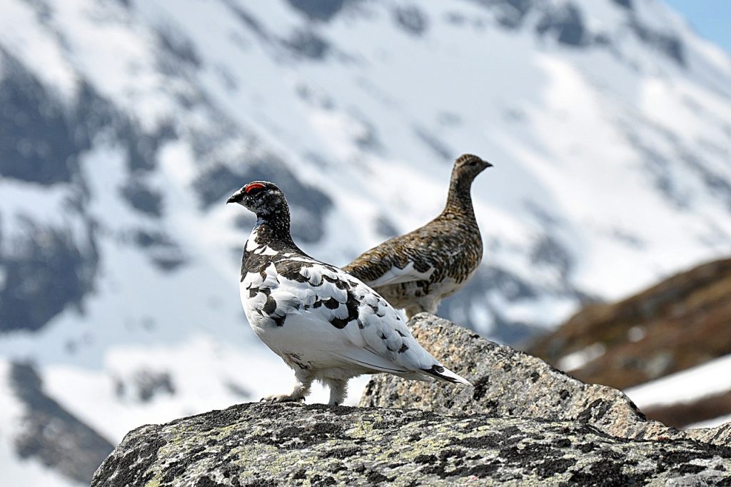 alpesi hófajd rock ptarmigan Lagopus muta wiki