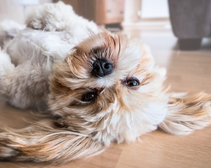 boldog kutya állatvédelem kutyák kutyatartás
