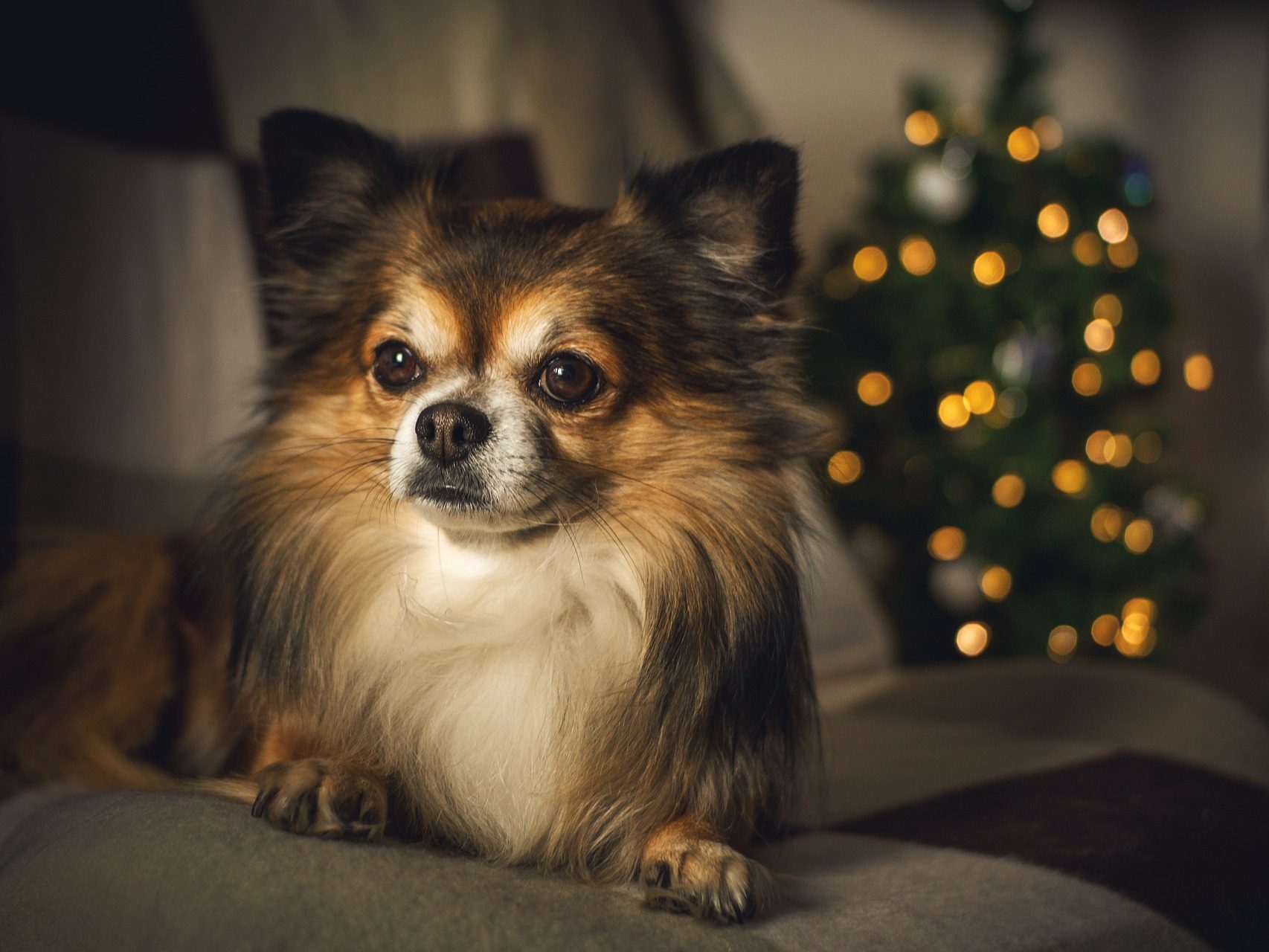 chihuahua kutyák kutyatartás ajándék ajándékok kutyáknak