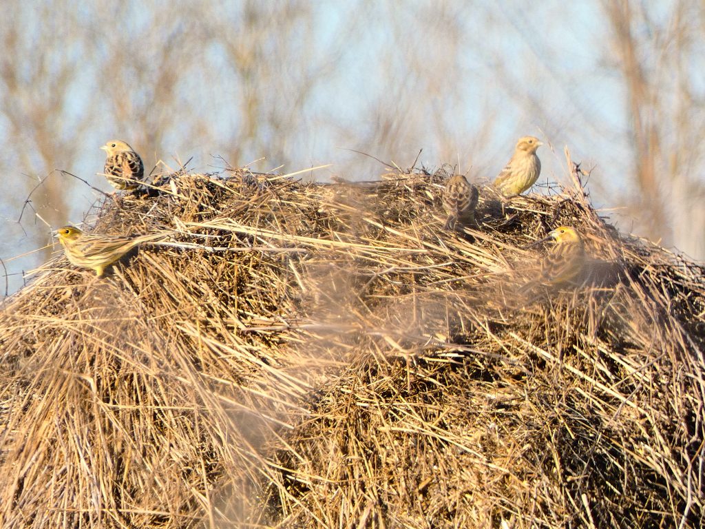 Citromsármány a madáretetőn sármányok Emberiza citrinella yellowhammer