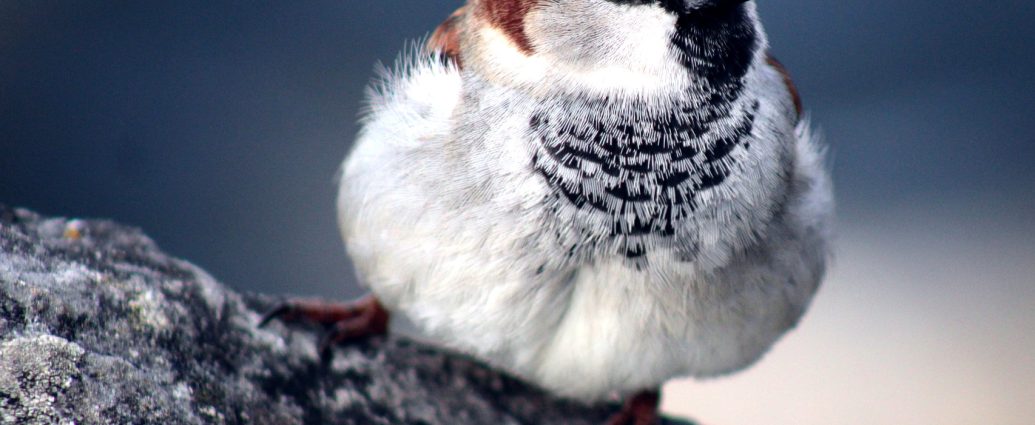 eurasian-tree-sparrow-házi veréb passer domesticus odú telepítés pixa 5