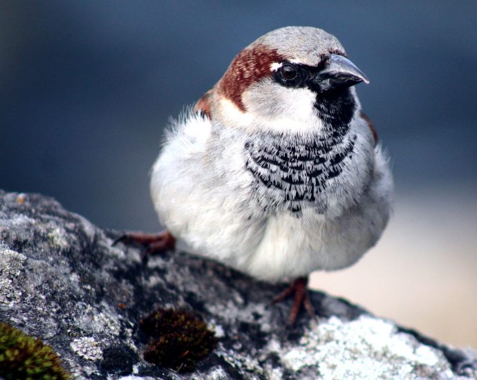 eurasian-tree-sparrow-házi veréb passer domesticus odú telepítés pixa 5