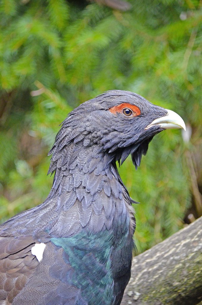 Western Capercaillie
Tetrao urogallus siketfajd fajdok