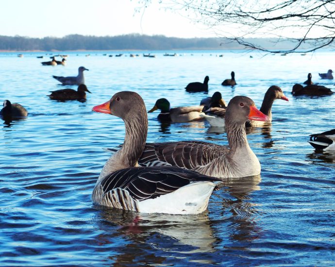 goose grey vadlúd lúdvonulás vadlúdsokadalom vadludak lúdfajok repülő ludak pixa nyári lúd Anser