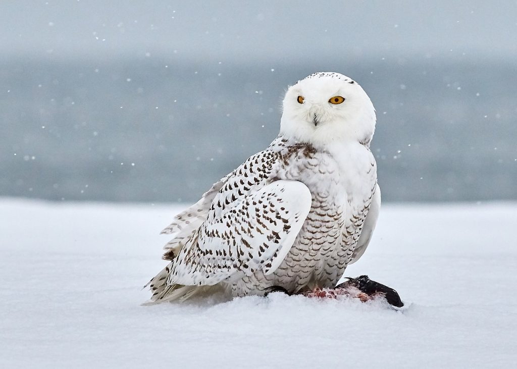 hóbagoly cenweb cikk wiki 12 snowy owl Bubo scandiacus