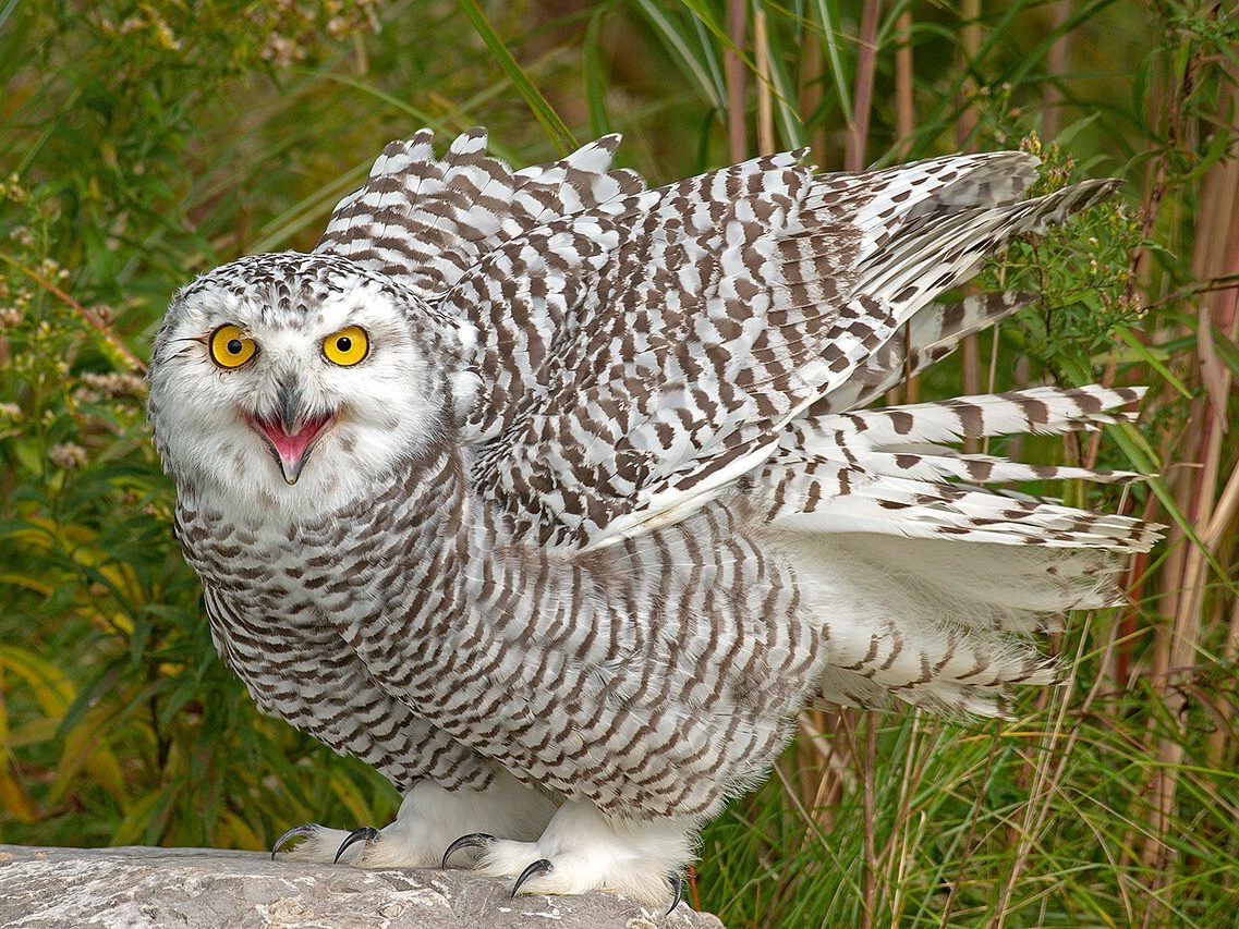 hóbagoly cenweb cikk wiki 12 snowy owl Bubo scandiacus