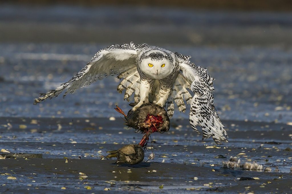 hóbagoly cenweb cikk wiki 12 snowy owl Bubo scandiacus