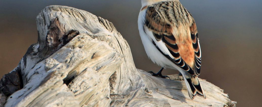 hósármány snow bunting Plectrophenax nivalis wikimedia