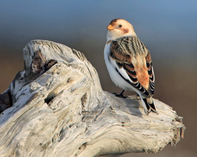 hósármány snow bunting Plectrophenax nivalis wikimedia