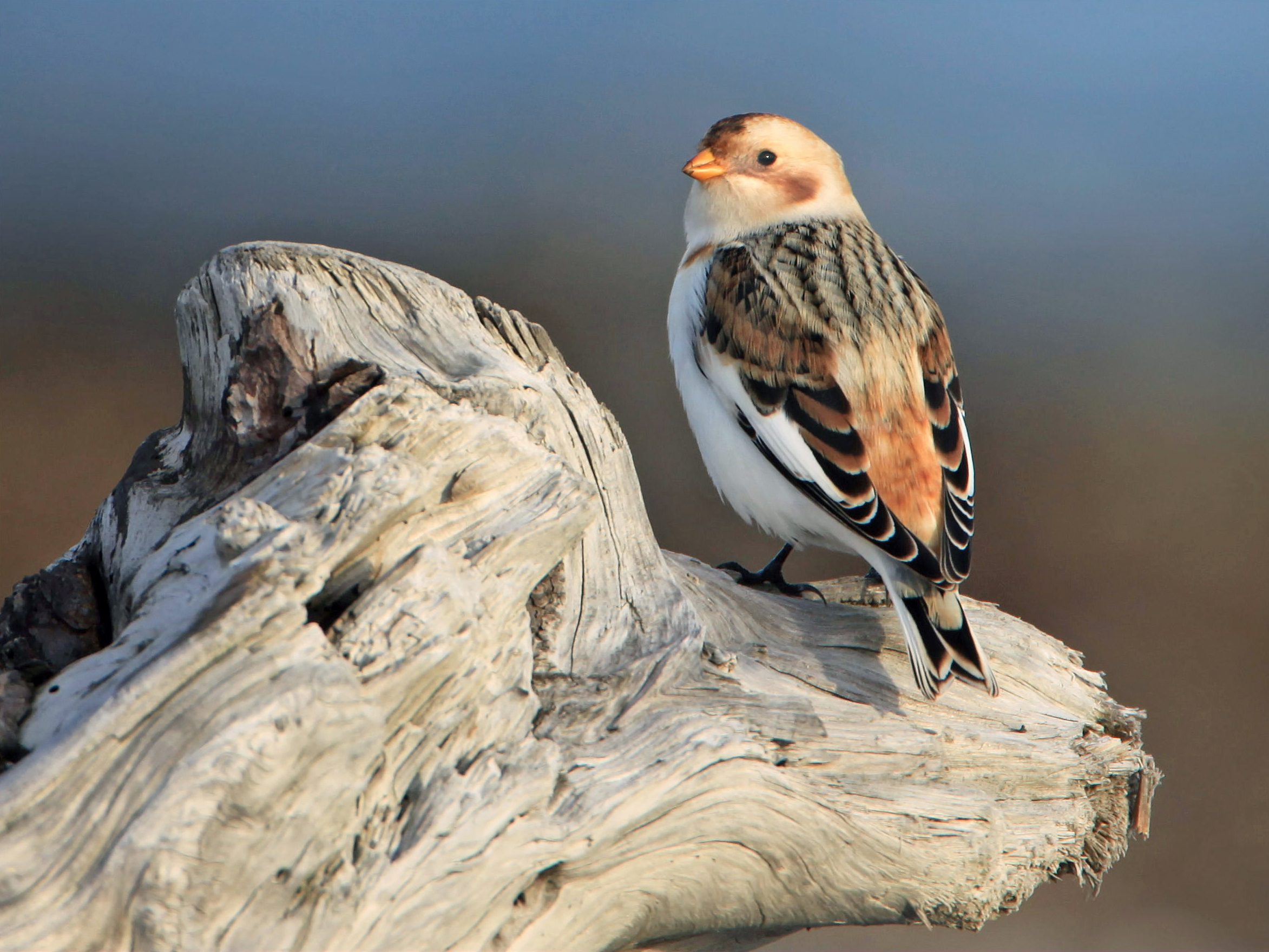 hósármány snow bunting Plectrophenax nivalis wikimedia