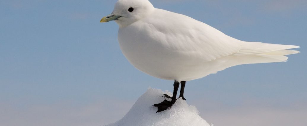 hósirály ivory gull Pagophila eburnea határozása Európában Magyarországon fajbélyegei