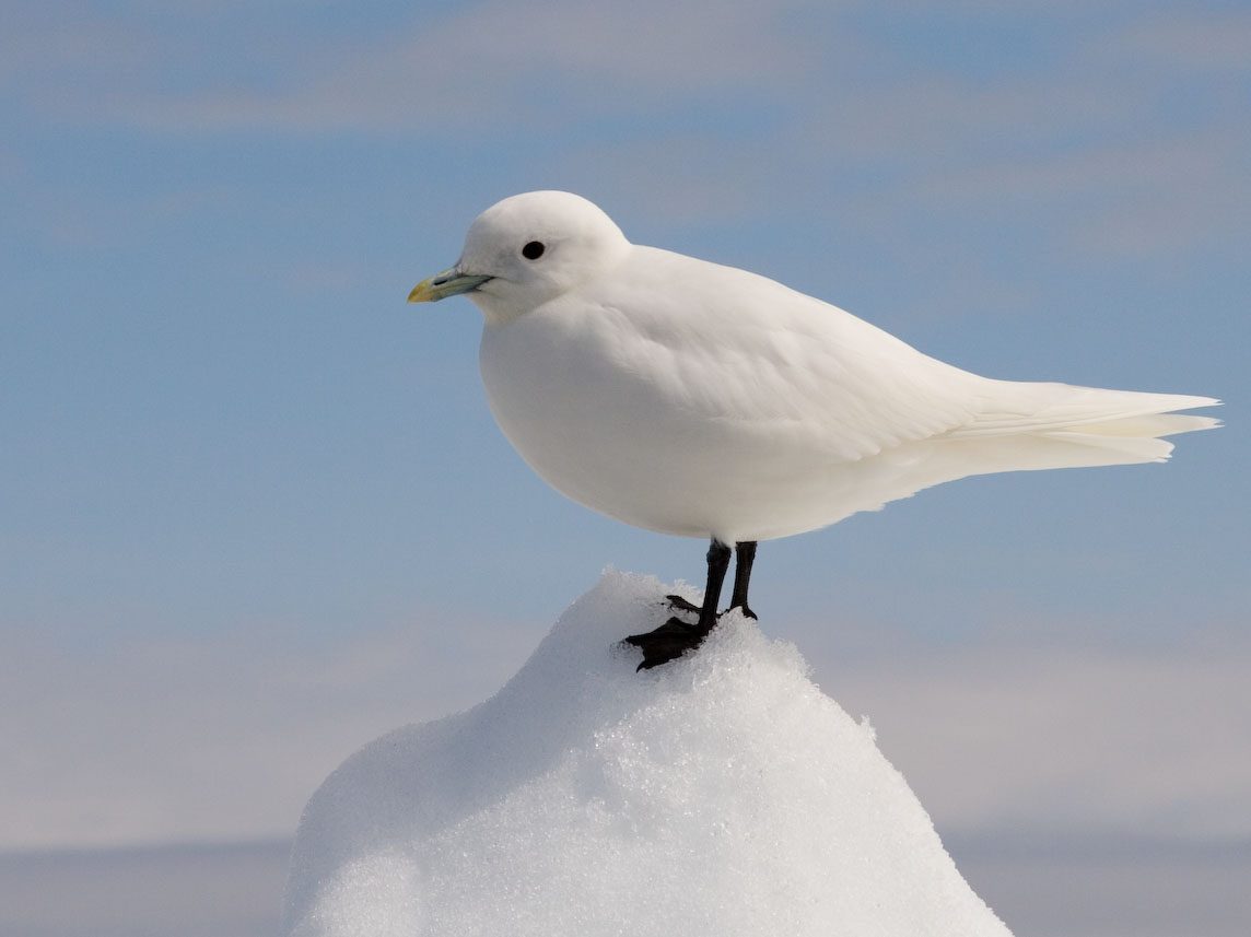 hósirály ivory gull Pagophila eburnea határozása Európában Magyarországon fajbélyegei