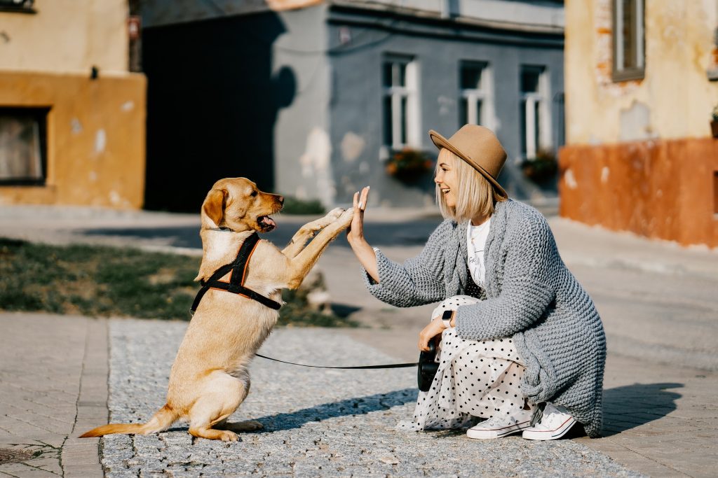 kutya állatvédelem háziállatok háizállat pixa 3