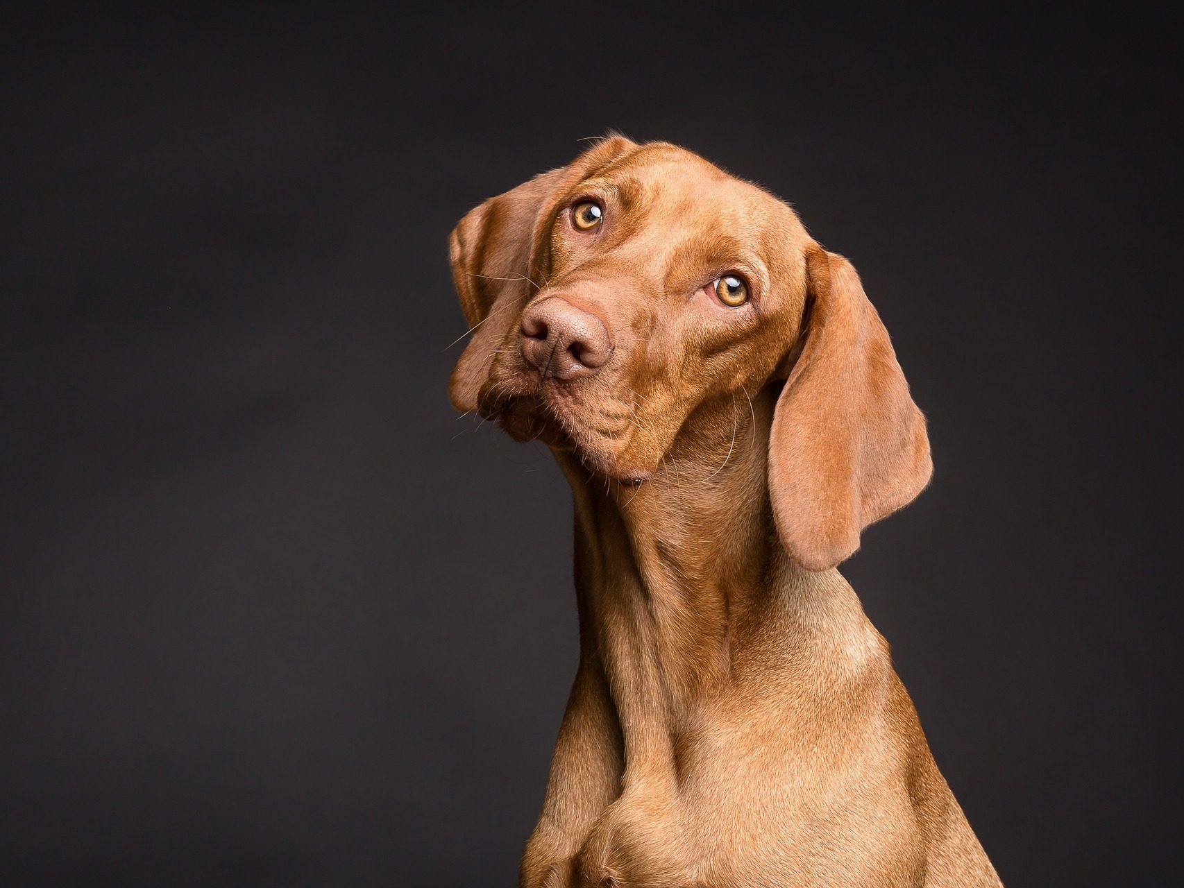 kutya állatvédelem vizsla pixa