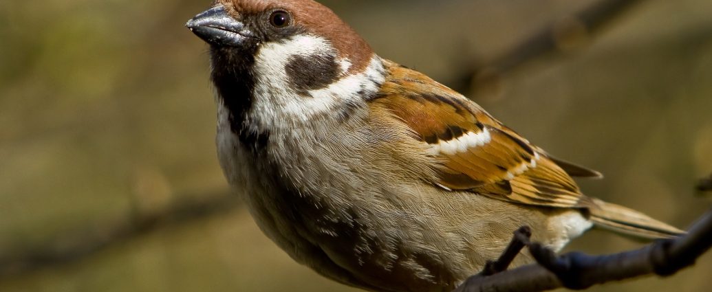 mezei veréb pixa Passer montanus Tree sparrow