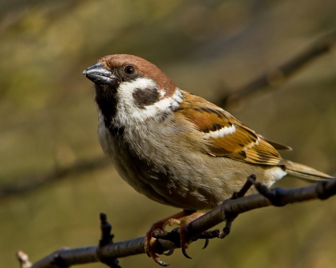 mezei veréb pixa Passer montanus Tree sparrow