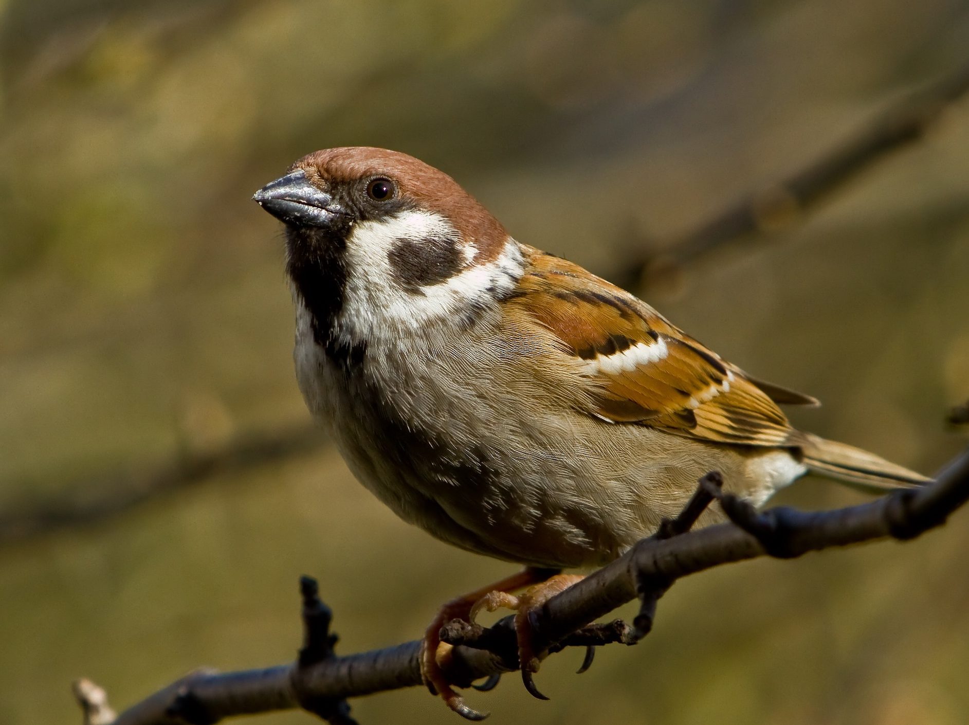 mezei veréb pixa Passer montanus Tree sparrow