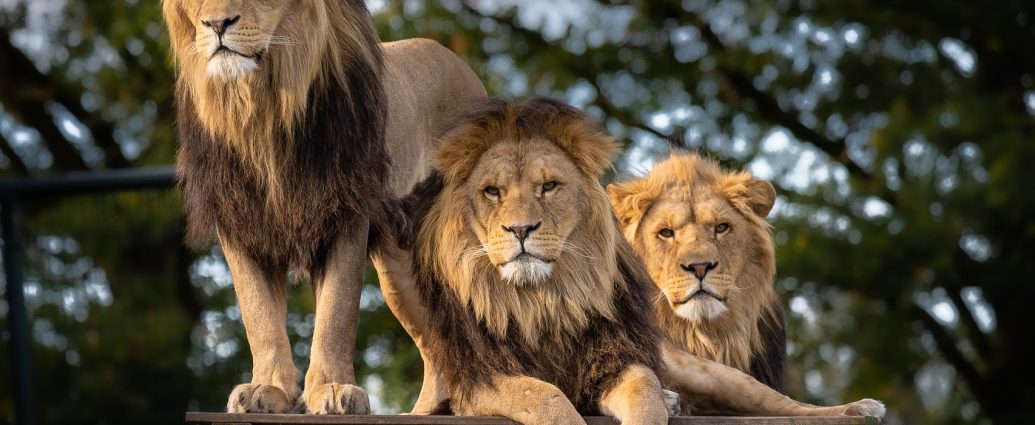 oroszlán oroszlánok lion pixa 1